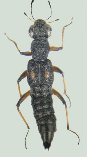 Stenus bimaculatus